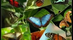 Vše, co potřebujete vědět o motýlu